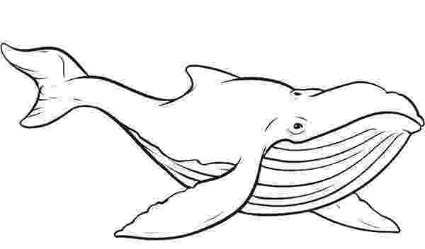 whale coloring sheet free printable whale coloring pages for kids coloring sheet whale 