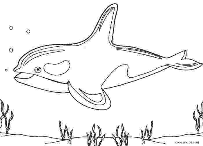 whale coloring sheet whale coloring pages getcoloringpagescom whale sheet coloring 