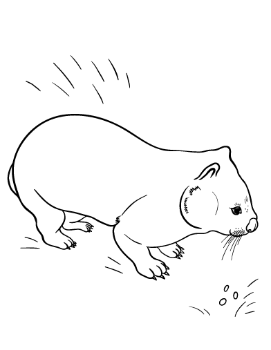 wombat colouring 321 best coloring pages at coloringcafecom images on colouring wombat 