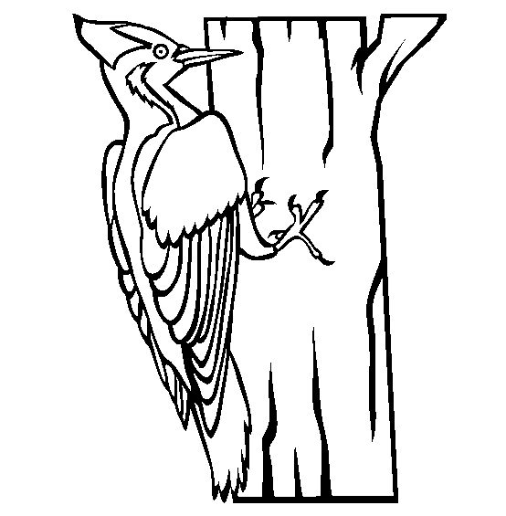 woodpecker coloring page red cockaded woodpecker coloring page free printable woodpecker page coloring 