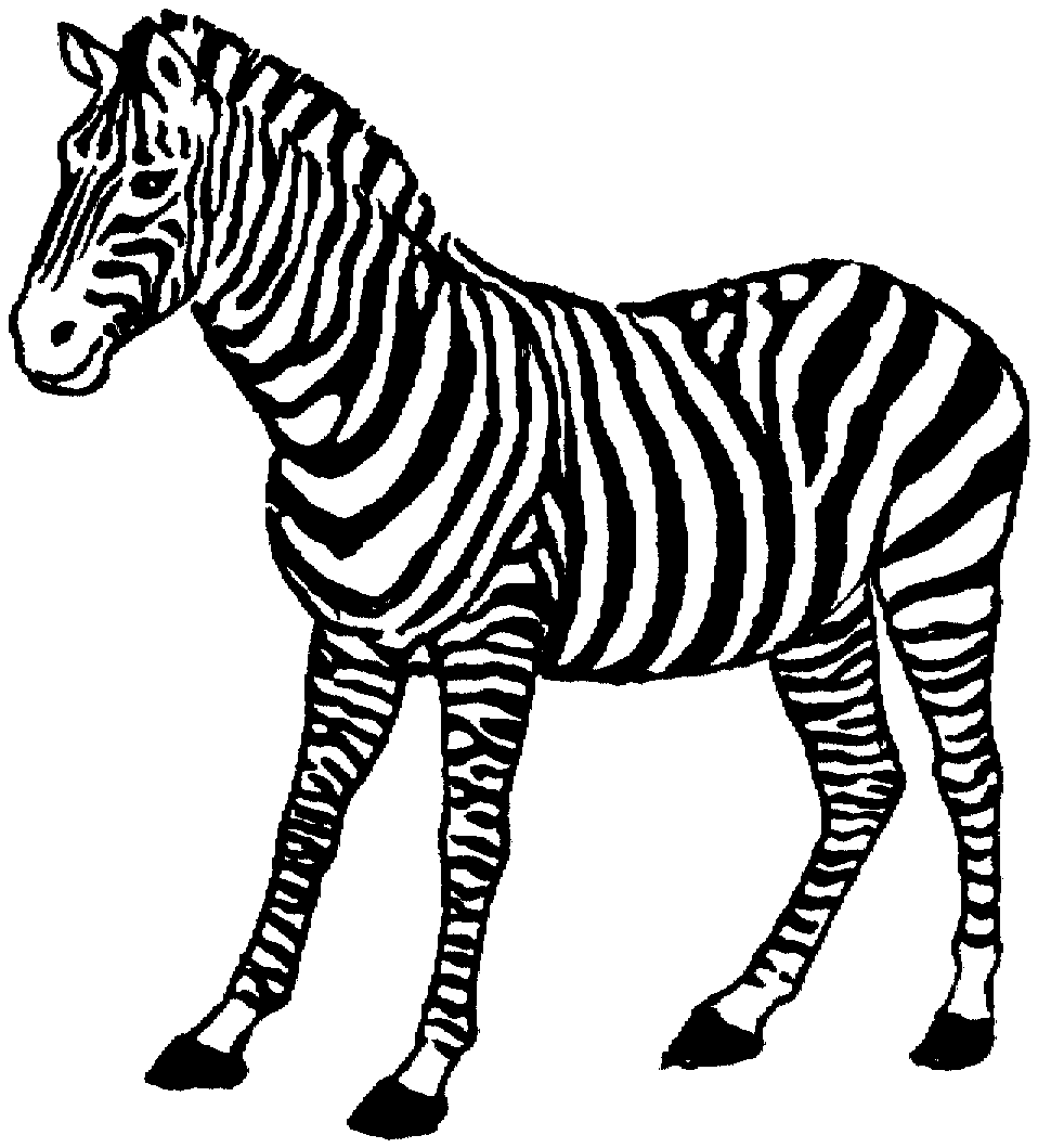 zebra pictures to colour free zebra coloring pages colour zebra pictures to 