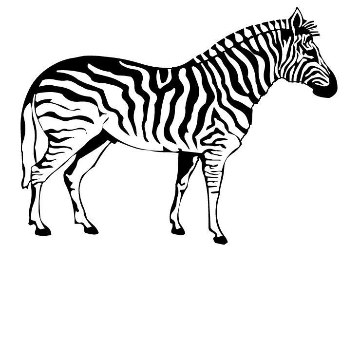 zebra pictures to colour zebra coloring pages getcoloringpagescom pictures colour to zebra 