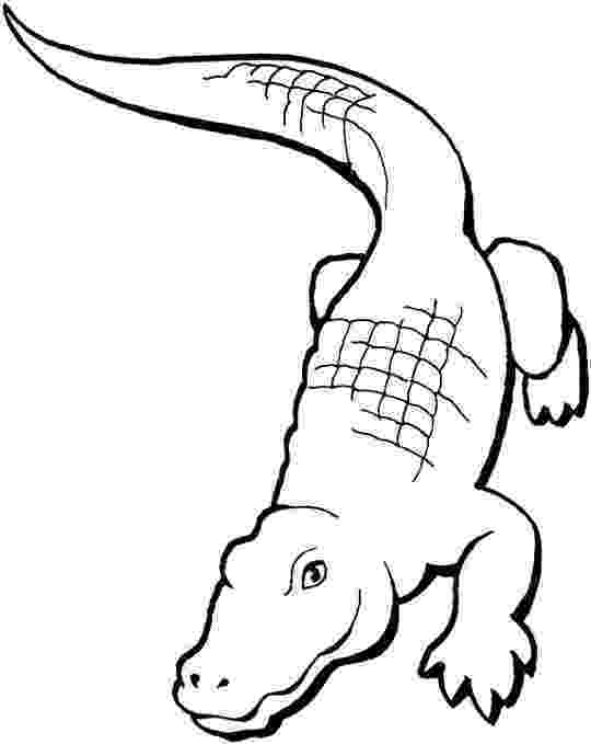 alligator color free printable alligator coloring pages for kids color alligator 1 3