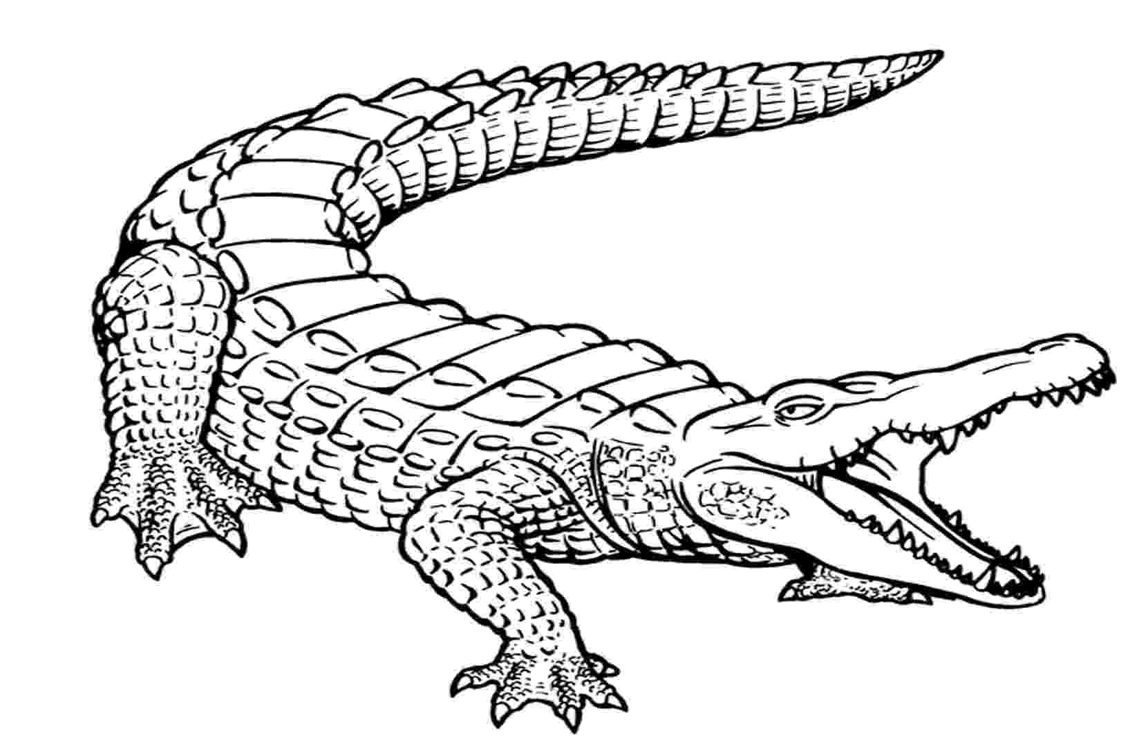 alligator color page free printable alligator coloring pages for kids color page alligator 