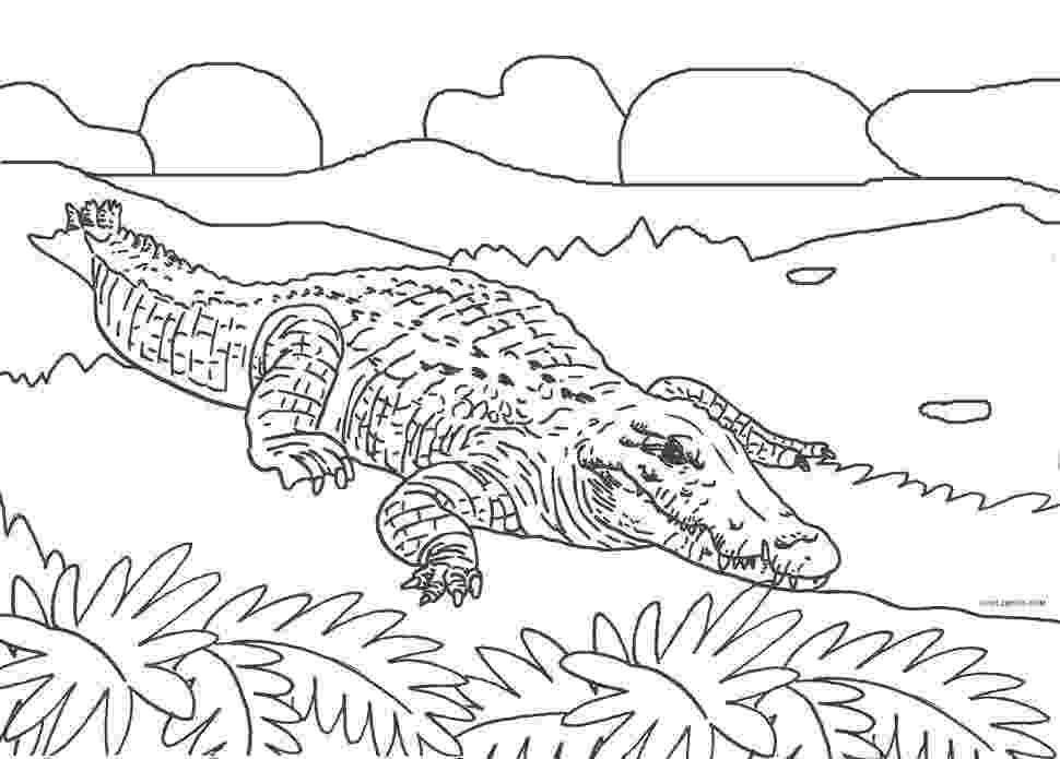 alligator color page free printable alligator coloring pages for kids page color alligator 1 1