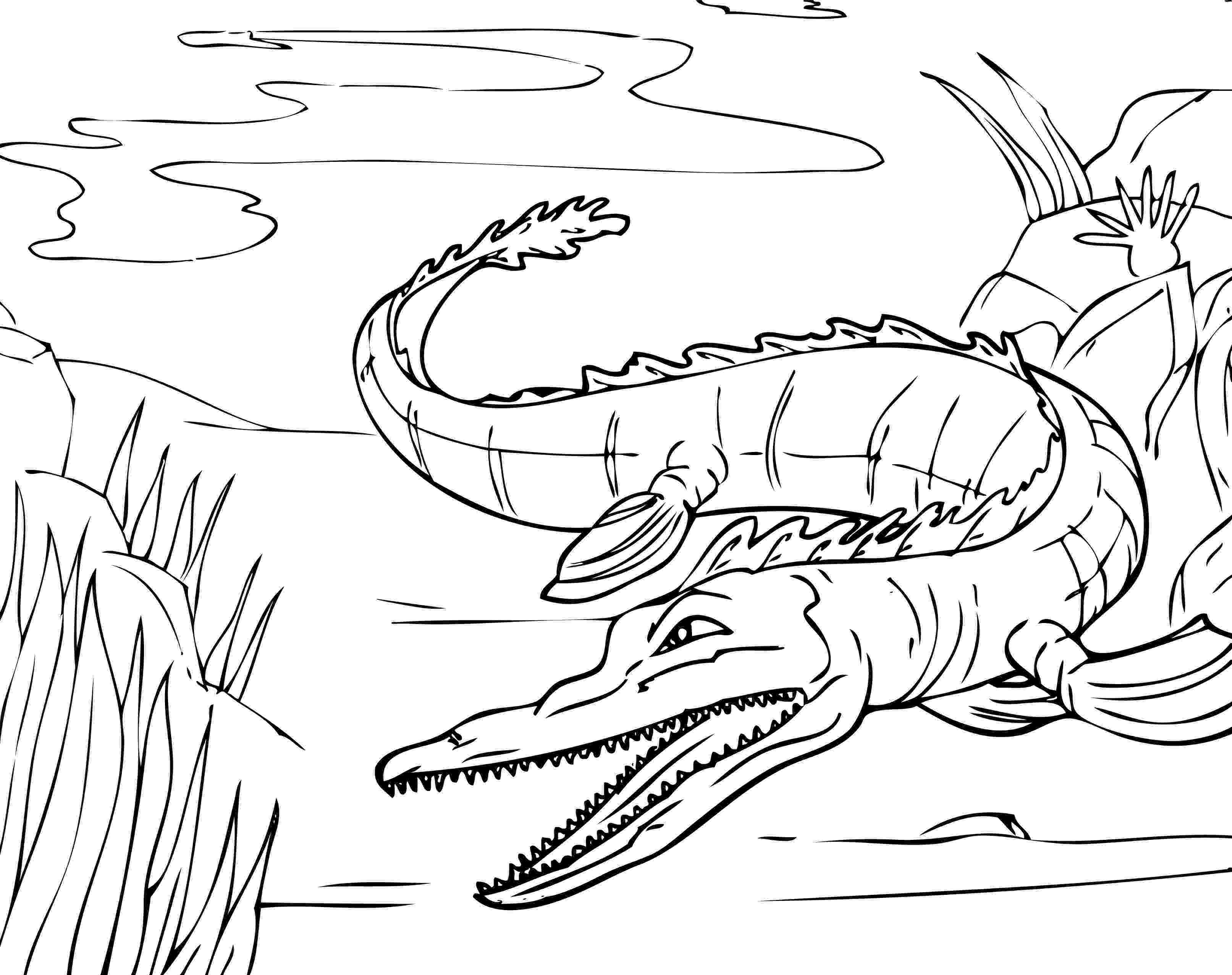 alligator color page top 25 free printable alligator coloring pages online color page alligator 