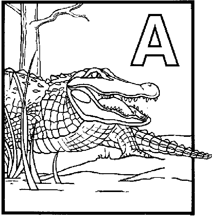 alligator coloring pages alligator coloring pages for kids pages alligator coloring 
