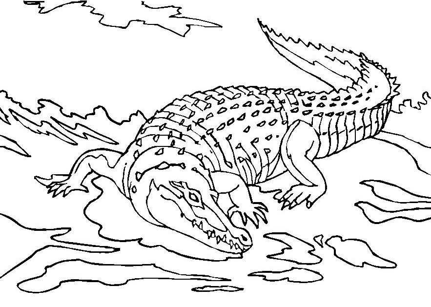 alligator coloring pages free coloring pages crocodiles alligator coloring pages 