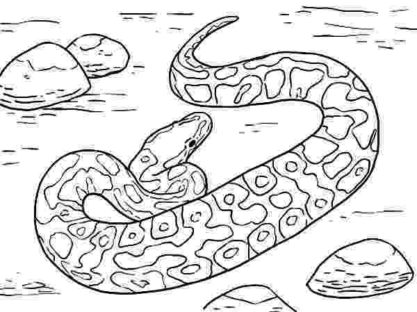 anaconda coloring page anaconda drawing at getdrawingscom free for personal coloring anaconda page 