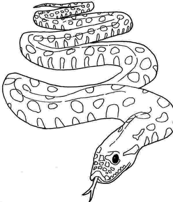 anaconda coloring page snake coloring pages anaconda coloring page 