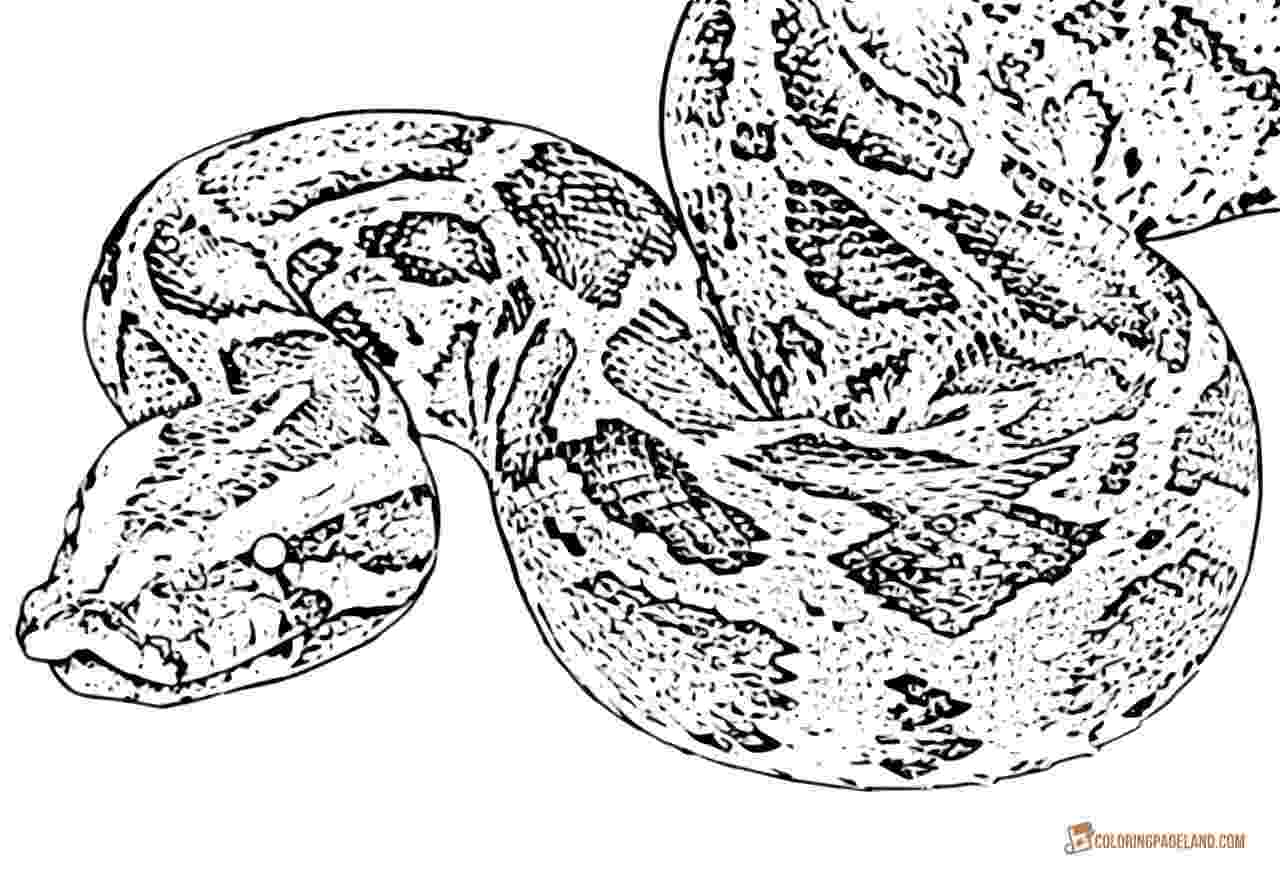 anaconda coloring page snake coloring pages free downloadable and printable sheets anaconda coloring page 