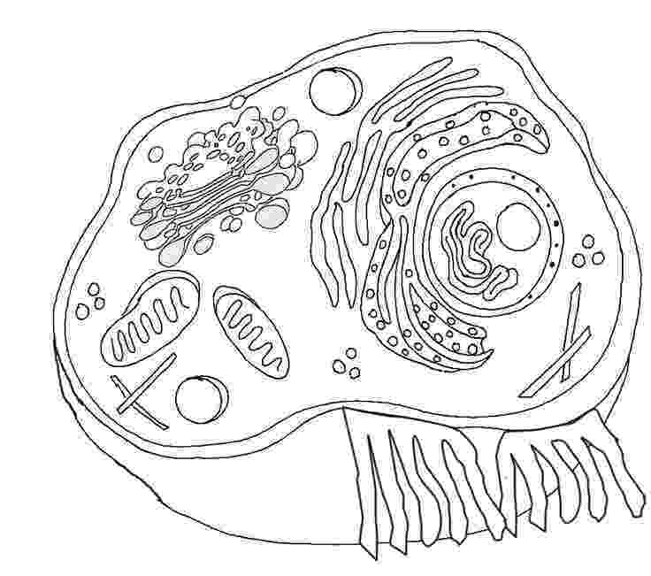 animal cell coloring page abecedarian adventures cc at home cycle 1 week 3 page coloring cell animal 