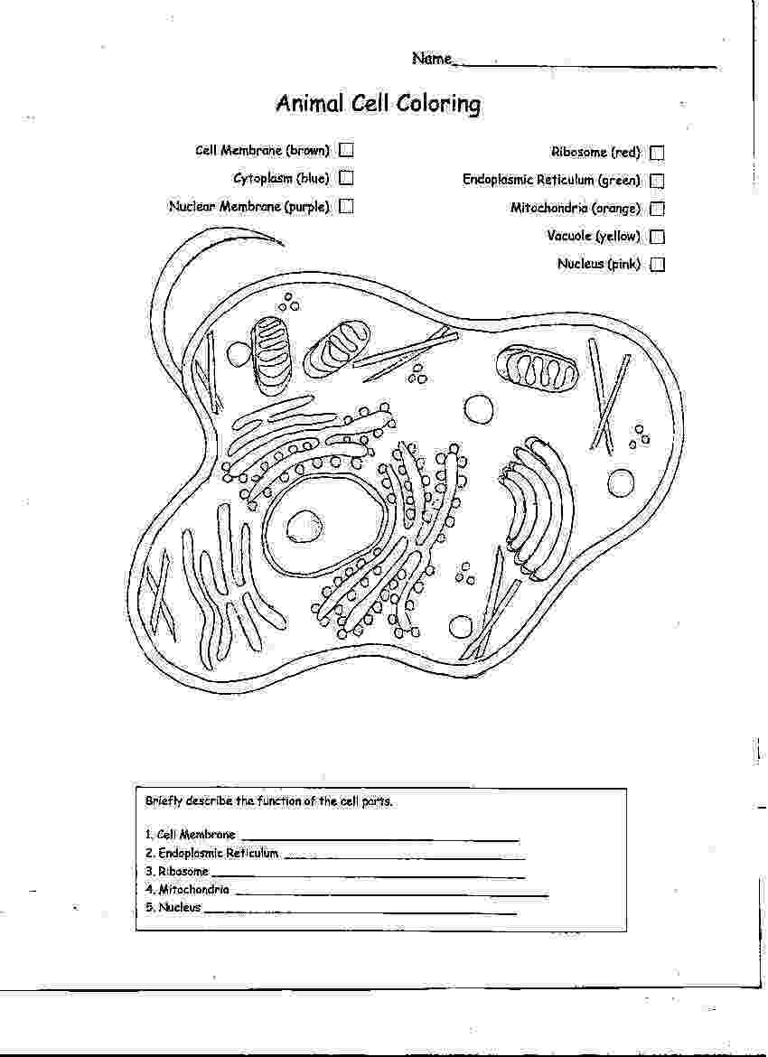 animal cell coloring page animal cell coloring page cell animal coloring page 