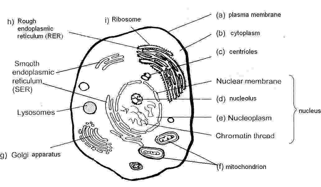 animal cell coloring page animal cell coloring page coloring home animal cell page coloring 