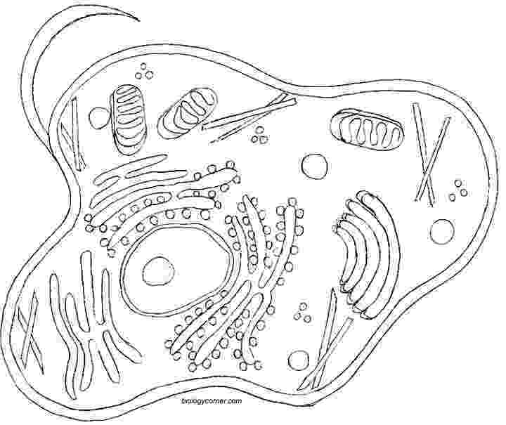 animal cell coloring page animal cell coloring sheet cc cycle 1 week 3 classical coloring cell animal page 