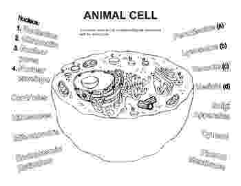 animal cell coloring page animal cell coloring worksheet by bioart teachers pay cell coloring page animal 