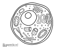 animal cell coloring page cell coloring page coloring animal page cell 