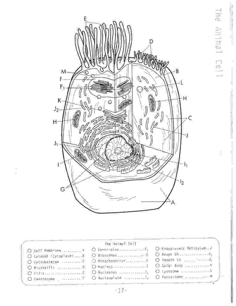 animal cell coloring page cell coloring page coloring home cell page animal coloring 