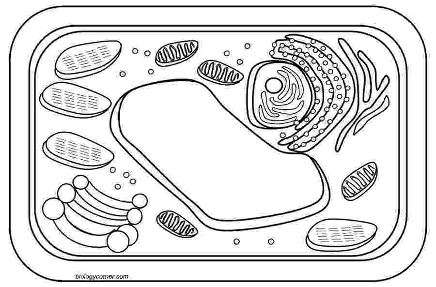 animal cell coloring page cell coloring page coloring home page animal coloring cell 