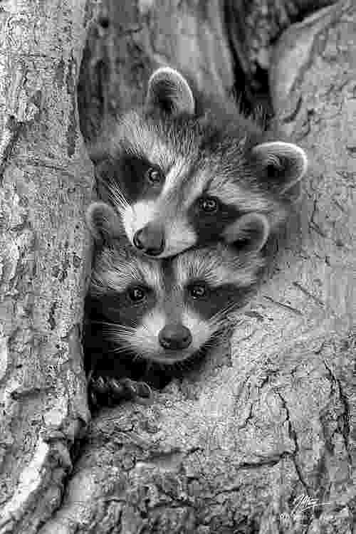animal kingdom coloring book raccoon 1000 images about raccoons beavers on pinterest hidden kingdom animal book coloring raccoon 
