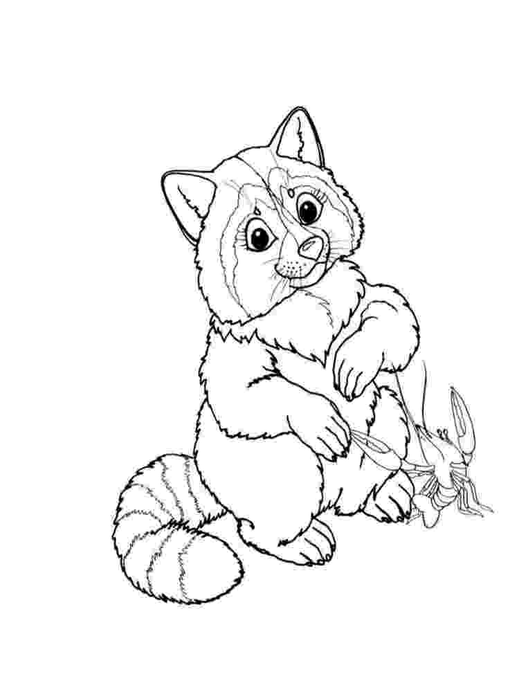 animal kingdom coloring book raccoon 240 best images about coloring pages adultadvanced on book kingdom raccoon animal coloring 
