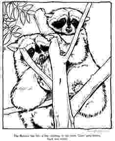 animal kingdom coloring book raccoon raccoon forest animal coloring pages print coloring 2019 raccoon coloring animal book kingdom 
