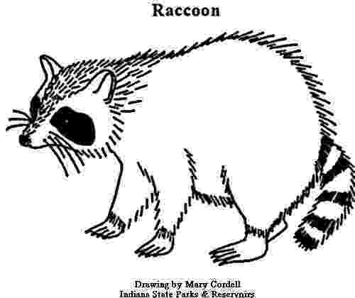 animal kingdom coloring book raccoon raccoon fox coloring pages print coloring 2019 coloring raccoon kingdom book animal 