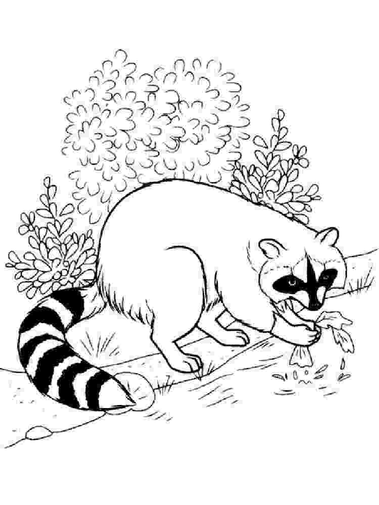 animal kingdom coloring book raccoon zentangle vector happy fox for adult anti stress coloring animal coloring book kingdom raccoon 