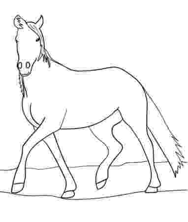 arabian horse pictures to print arabian horse coloring page coloring pages to horse print pictures arabian 