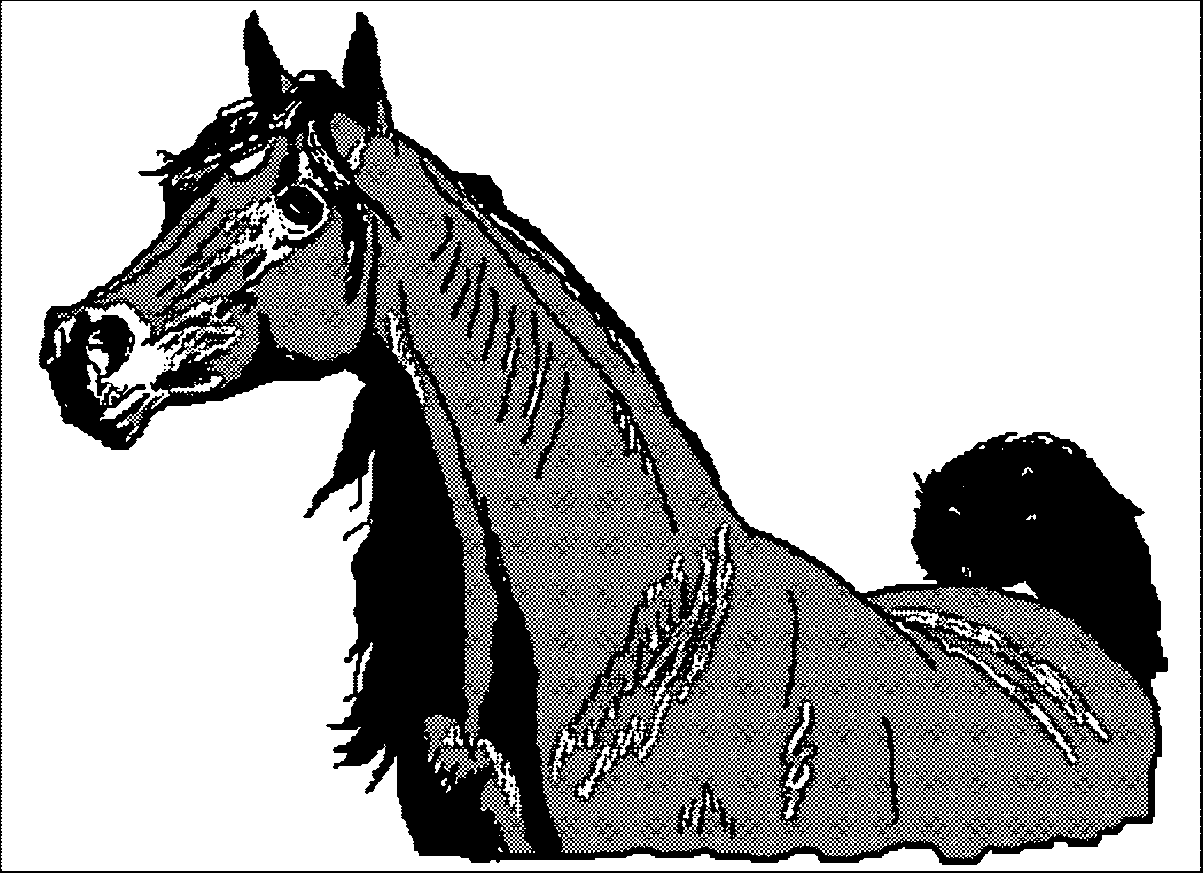 arabian horse pictures to print arabian horse head drawing at getdrawingscom free for to horse arabian print pictures 