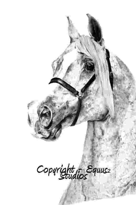 arabian horse pictures to print arabian mare coloring page free printable coloring pages horse arabian print to pictures 