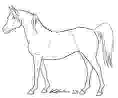 arabian horse pictures to print arabian stallion lineart by akuinnen24 on deviantart print pictures to horse arabian 