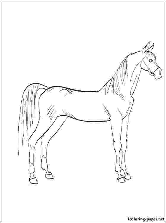 arabian horse pictures to print grey arabian horse coloring page free printable coloring to horse arabian print pictures 