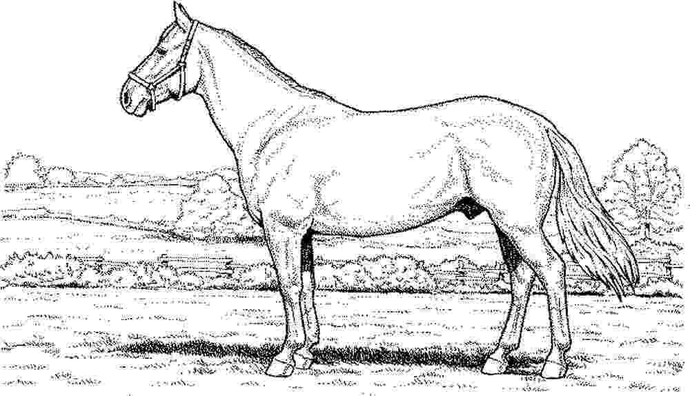 arabian horse pictures to print running arabian horse coloring page free printable pictures to print horse arabian 