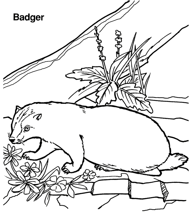 badger coloring page badger coloring page free printable coloring pages page badger coloring 