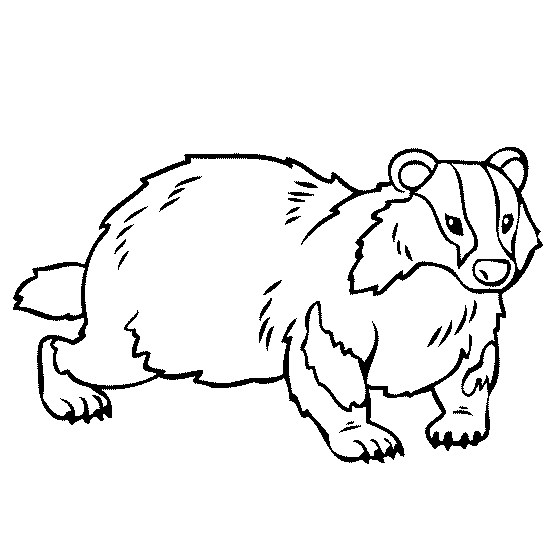 badger coloring page badger coloring pages realistic realistic coloring pages coloring badger page 