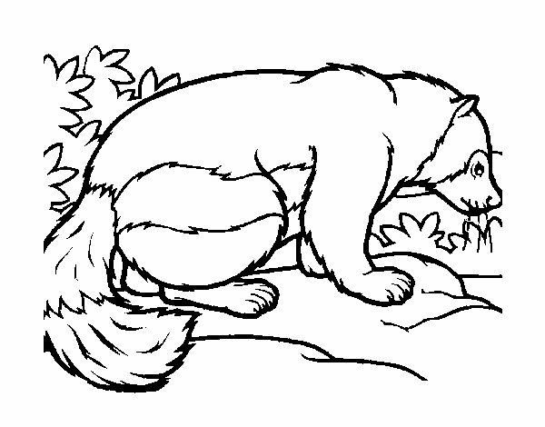 badger colouring coloring pages of honey badgers coloringbay badger colouring 