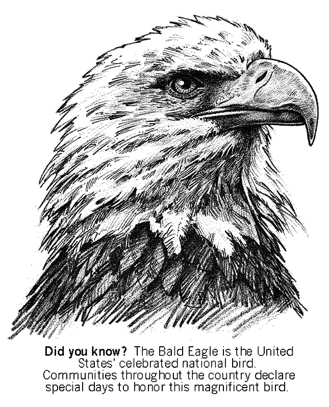 bald eagle coloring 44 best images about kyle39s animal board on pinterest eagle coloring bald 