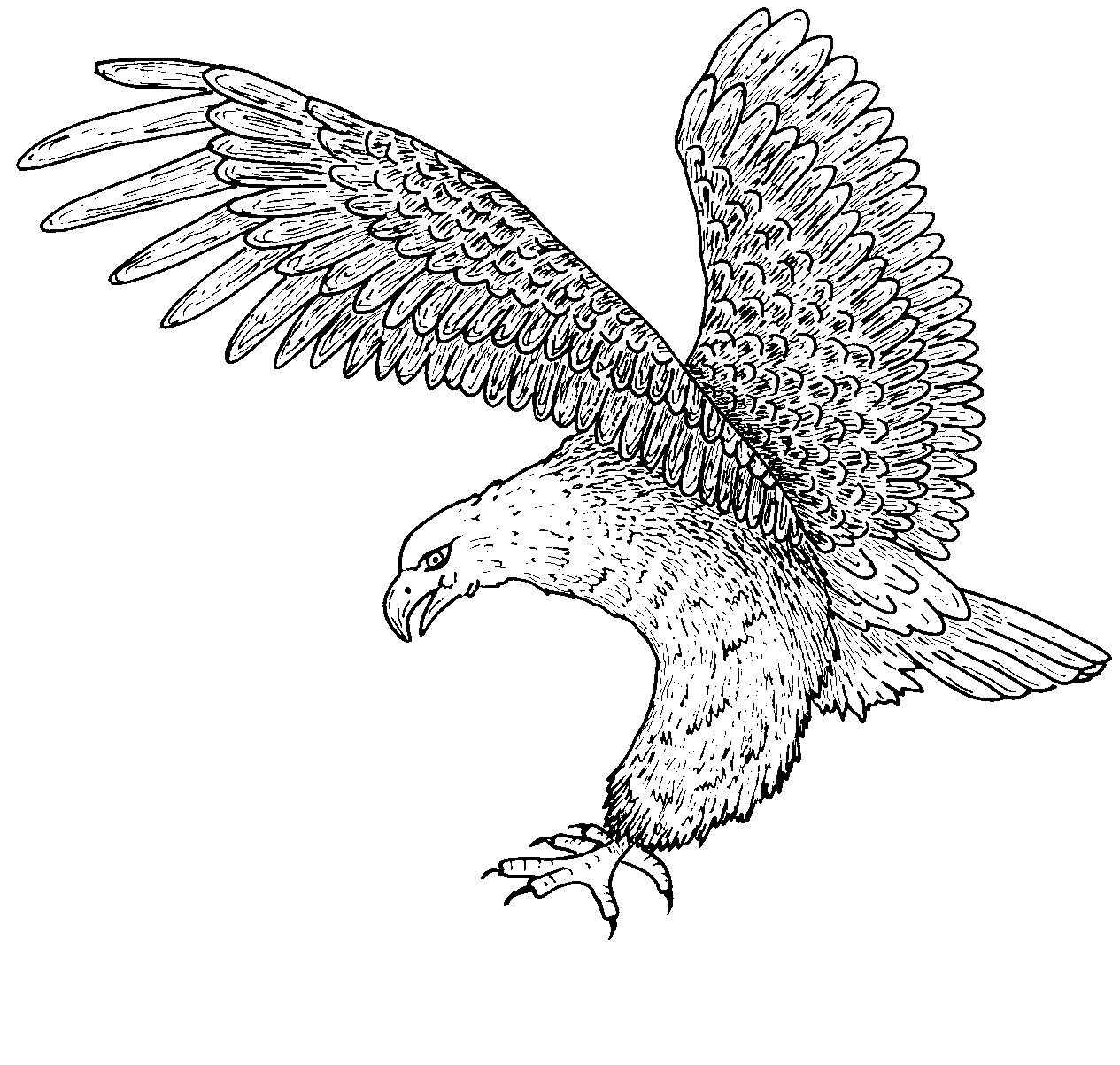 bald eagle coloring bald eagle coloring pages download and print for free coloring eagle bald 