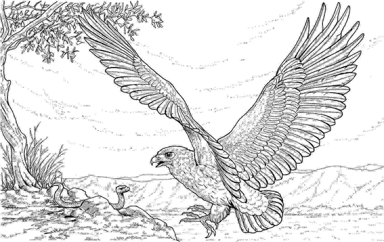 bald eagle coloring bald eagle coloring pages download and print for free coloring eagle bald 