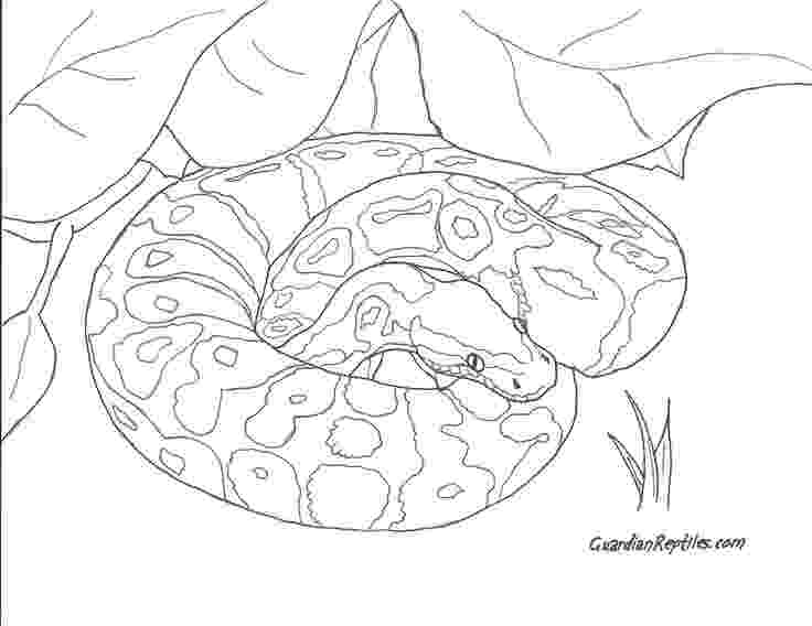 ball python coloring pages orange ghost ball python coloring page free printable ball pages coloring python 