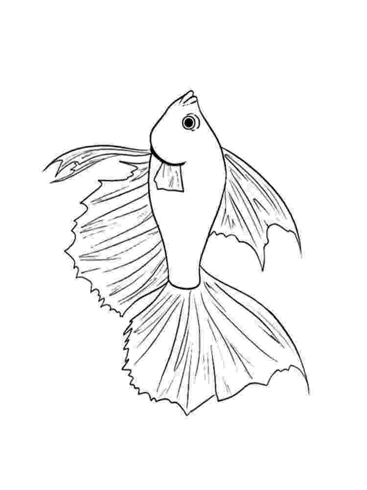 betta fish coloring pages betta coloring page at getcoloringscom free printable pages betta fish coloring 