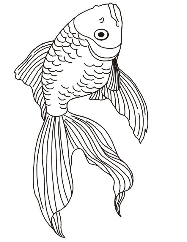 betta fish coloring pages betta fish 2 85x11 coloring page fish coloring pages betta 