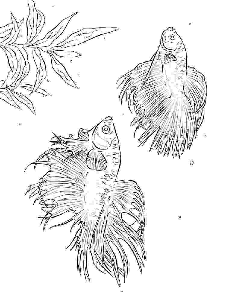 betta fish coloring pages betta fish coloring page free printable coloring pages betta pages coloring fish 