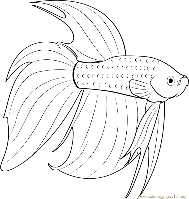 betta fish coloring pages betta fish coloring pages at getcoloringscom free pages fish betta coloring 