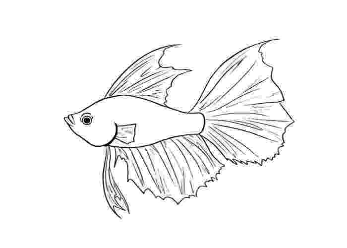 betta fish coloring pages betta fish coloring pages download and print betta fish betta coloring fish pages 