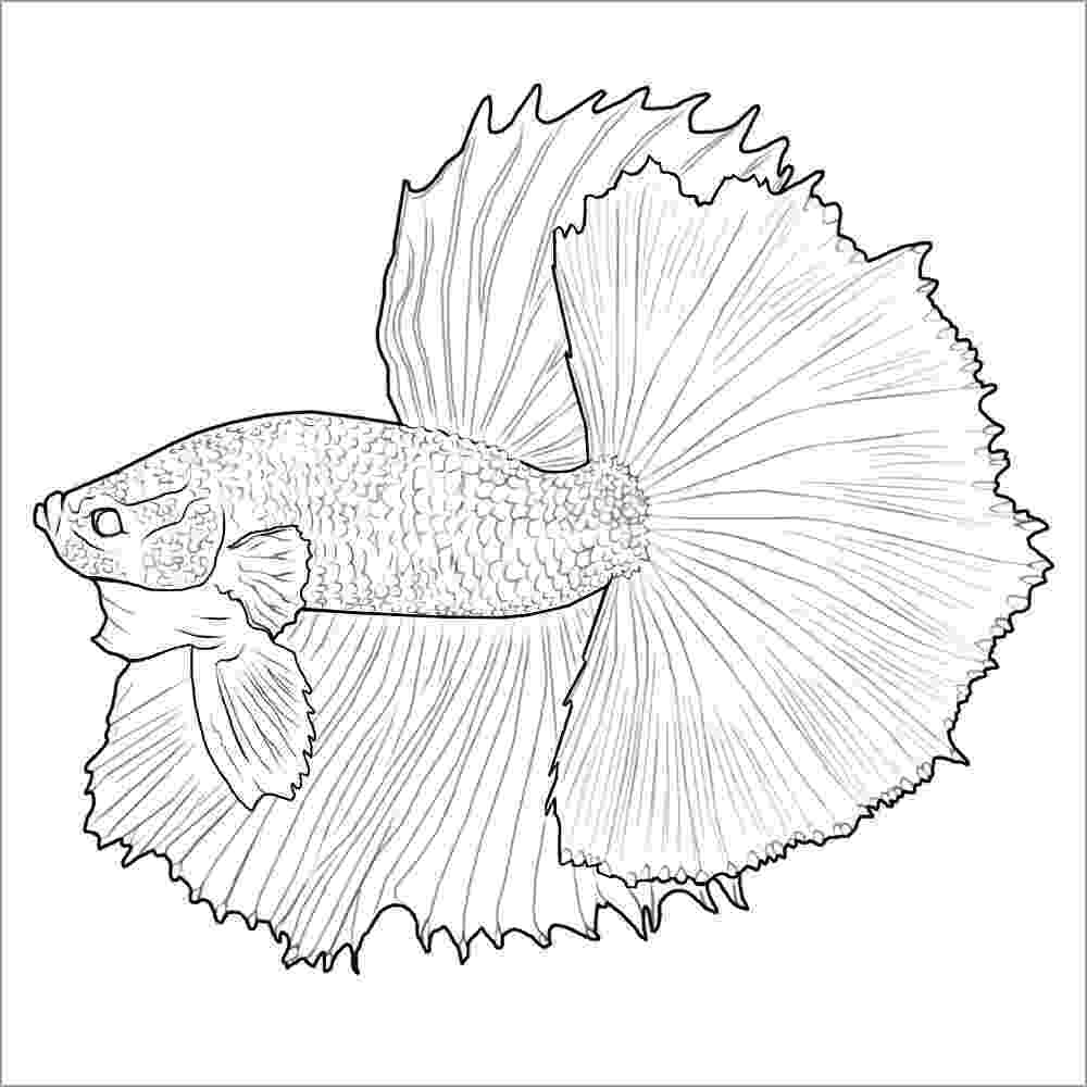 betta fish coloring pages betta fish coloring pages download and print betta fish fish coloring betta pages 