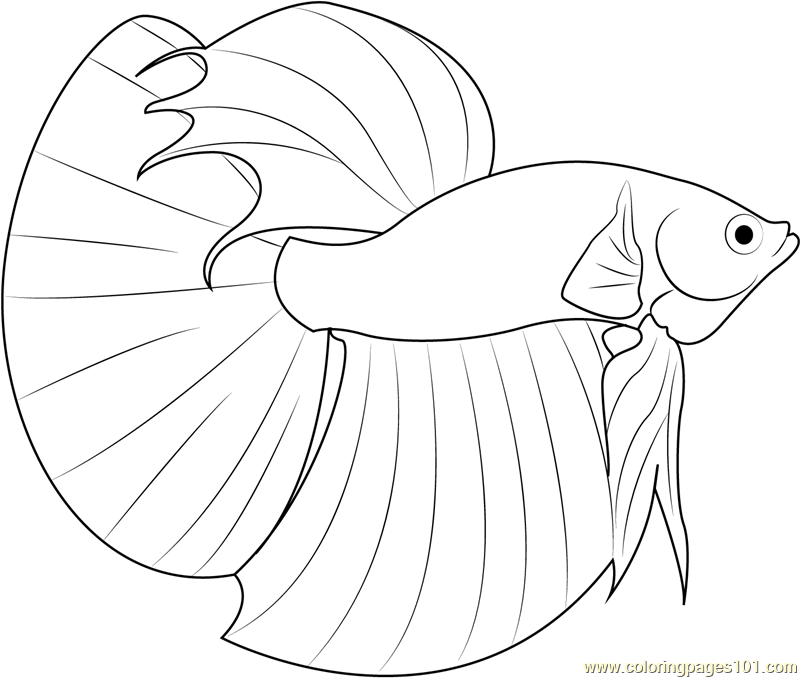 betta fish coloring pages betta fish coloring pages download and print betta fish pages fish betta coloring 