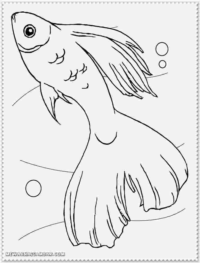 betta fish coloring pages betta fish coloring pages for kids and for adults fish betta pages coloring fish 