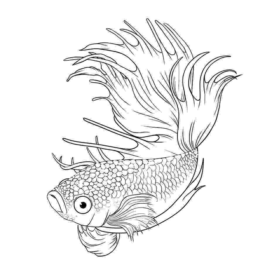 betta fish coloring pages betta fish drawing at getdrawingscom free for personal pages coloring fish betta 
